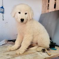 Cuccioli Pastore Maremmano Abruzzese