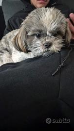 Schitzu