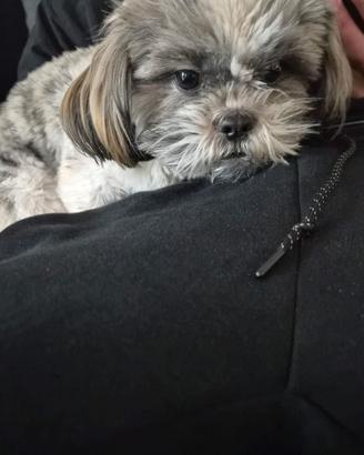 Schitzu