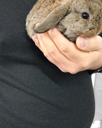 Coniglio ariete nano minilop