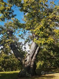 Castagneto da frutto