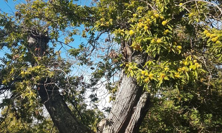 Castagneto da frutto