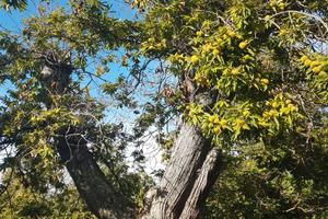 Castagneto da frutto