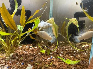 Velifere pinna a velo