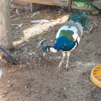 Pavoni bianco comune arlecchino