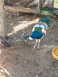 Pavoni bianco comune arlecchino