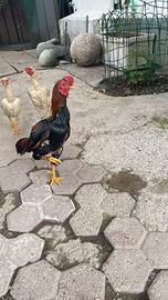 Animali