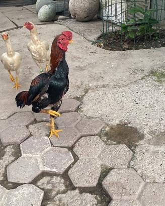 Animali