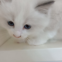 Cuccioli ragdoll