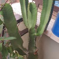 Pianta Euphorbia da esterno e interno