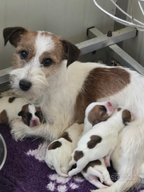 Jack russell terrier