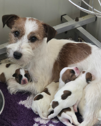 Jack russell terrier