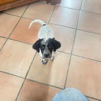 Cuccioli setter inglese