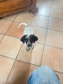 Cuccioli setter inglese