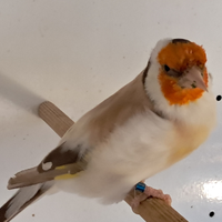 Cardellino mayor