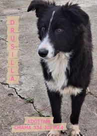 DRUSILLA: cucciola
