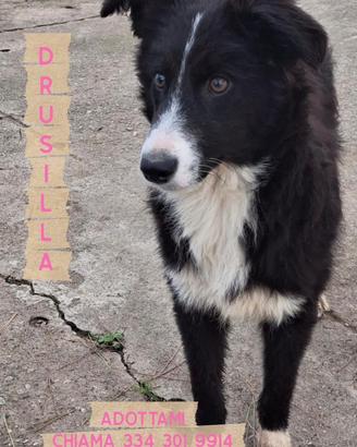 DRUSILLA: cucciola