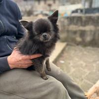 Maschi Chihuahua per monta