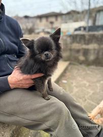 Maschi Chihuahua per monta