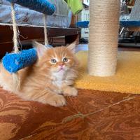 Cucciole ROSSE siberiane certificate con pedigree