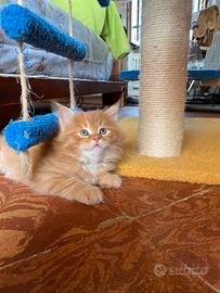 Cucciole ROSSE siberiane certificate con pedigree