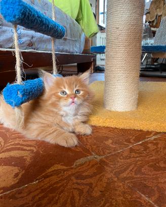 Cuccioli ROSSI siberiani certificati con pedigree