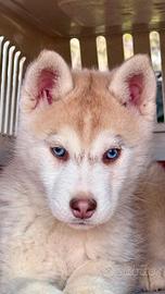 Cuccioli Siberian Husky occhi azzurri