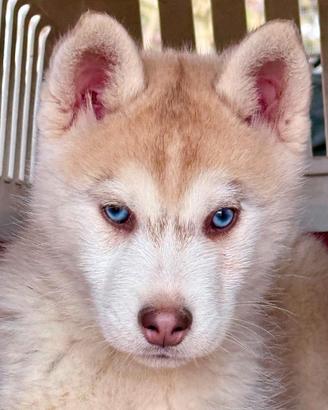 Cuccioli Siberian Husky occhi azzurri
