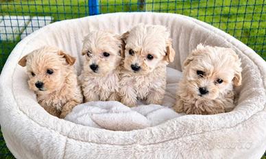 Cuccioli maltipoo