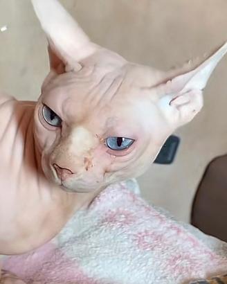 Cedosi gatto