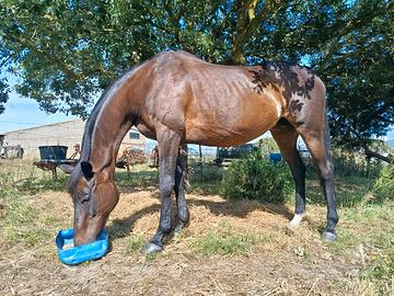 Cavallo