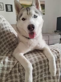 Husky di 2 anni disponibile per monta con pedigree