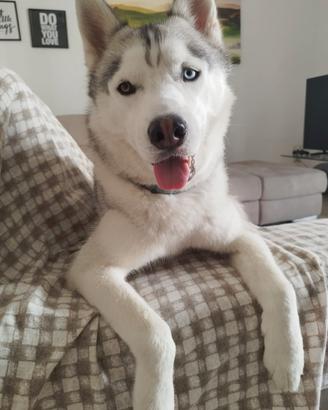 Husky di 2 anni disponibile per monta con pedigree