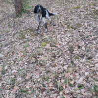 Springer breton da tartufo