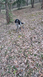 Springer breton da tartufo