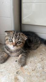 Scottish Fold Tabby
