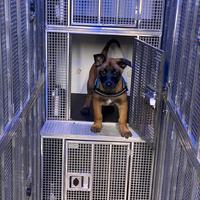 Trasporto animali vivi csni e gatti