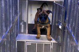 Trasporto animali vivi csni e gatti