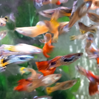Guppy