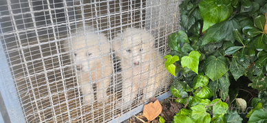 Cuccioli di maremmano