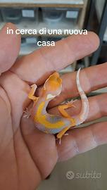 Geco leopardino