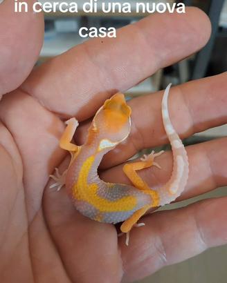 Geco leopardino