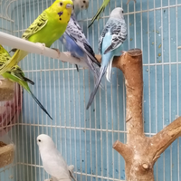 Cocorite tante mutazioni e colori