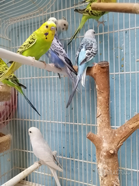 Cocorite tante mutazioni e colori