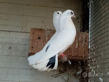 Pavoncelle riproduttiva