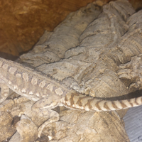 Pogona pogona henrylawsoni