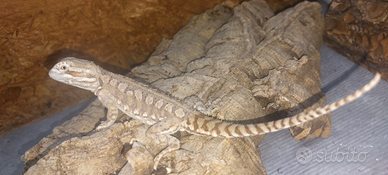 Pogona pogona henrylawsoni