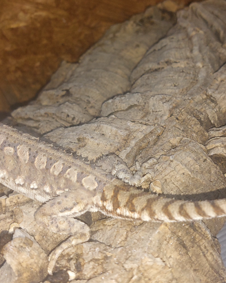 Pogona henrylawsoni (nana)