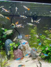 Endler pesci acquario