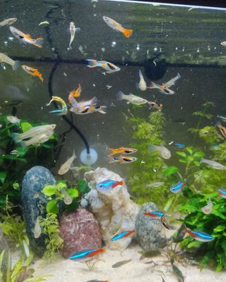 Endler pesci acquario